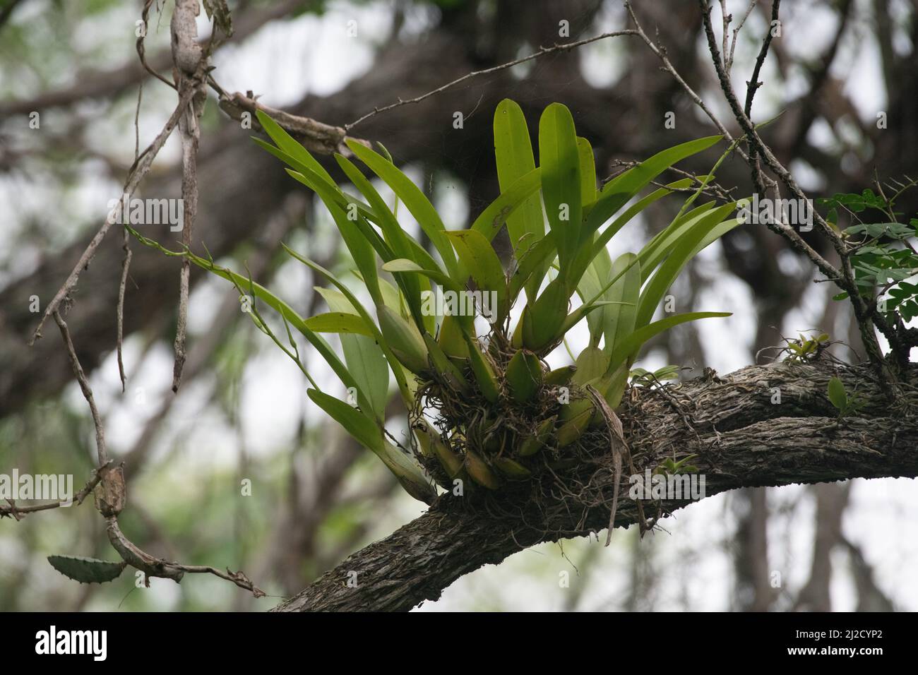 Eine epiphytische Pflanze wächst hoch über dem Boden am Ast eines Baumes im Tumbesian Trockenwald im Süden Ecuadors. Stockfoto