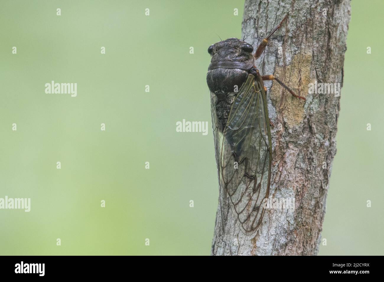 Eine Cicada, die auf einem Zweig im Trockenwald von Tumbesian in der Provinz El Oro, Ecuador, Südamerika, thront. Stockfoto