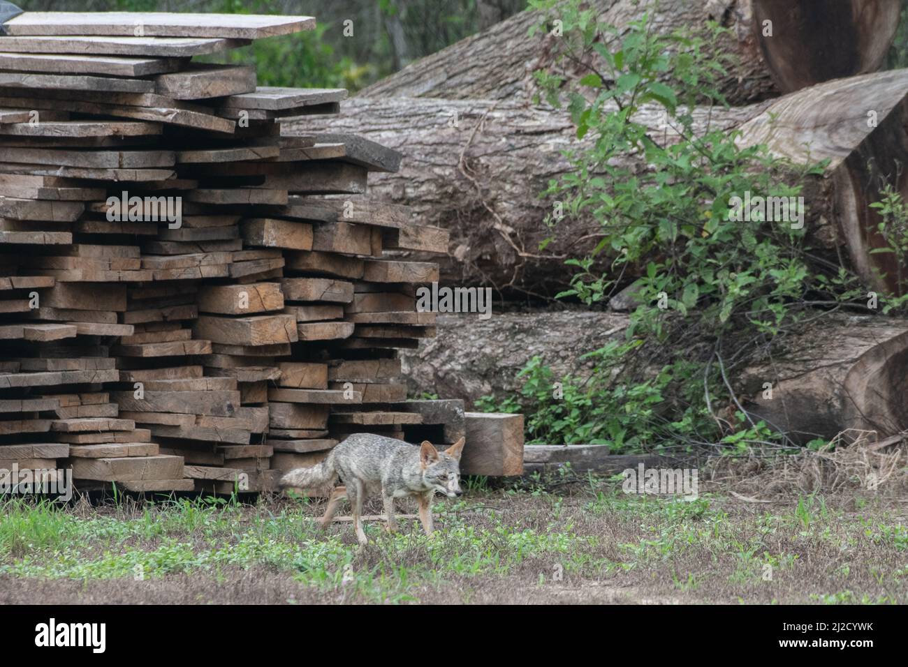 Sechuran-Fuchs (Lycalopex sechurae) die Erforschung eines kürzlich gefällten Baumes, die Abholzung und andere Formen des Lebensraumverlustes stellen eine große Bedrohung für die Tierwelt dar. Stockfoto