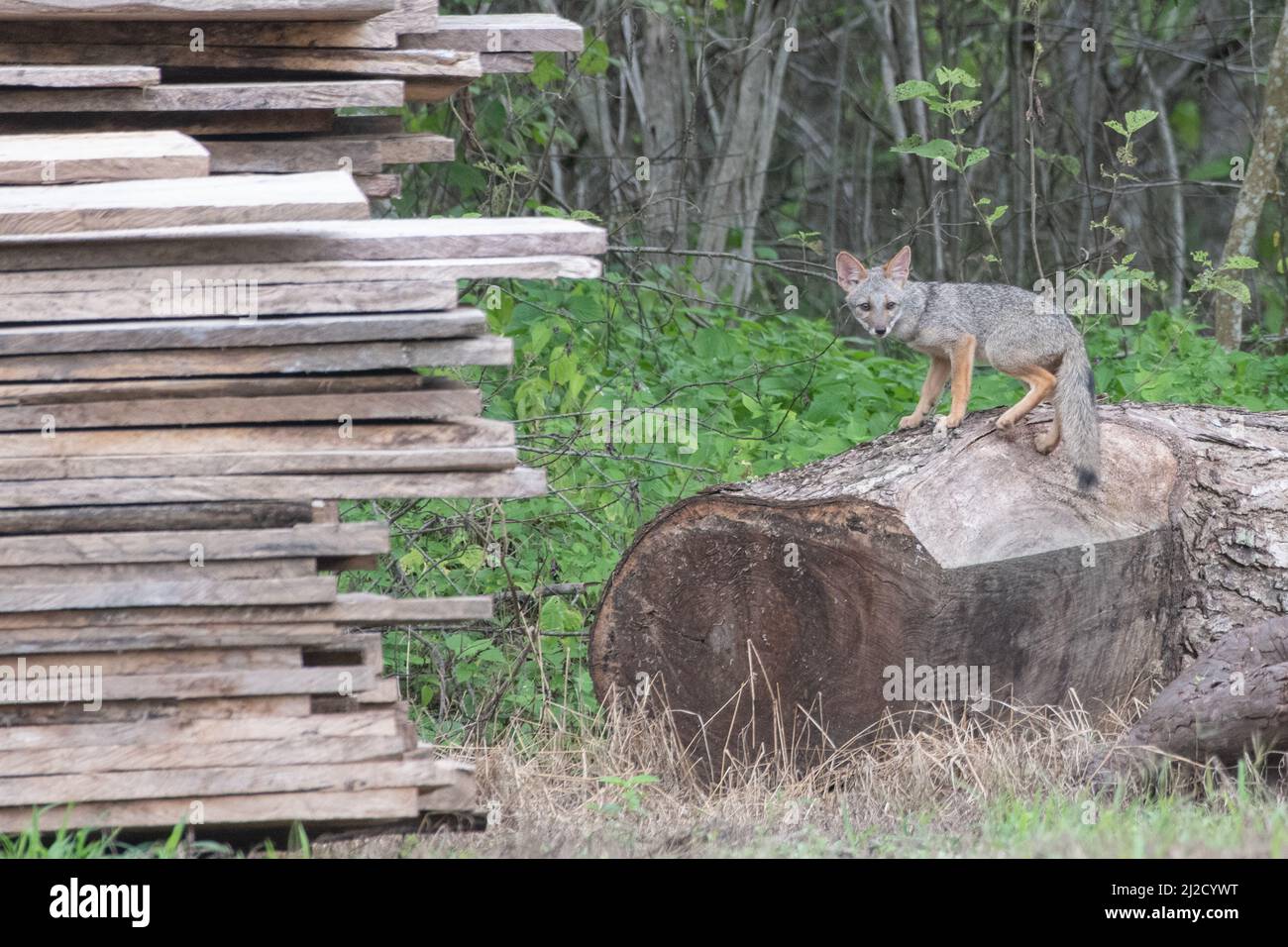 Sechuran-Fuchs (Lycalopex sechurae) die Erforschung eines kürzlich gefällten Baumes, die Abholzung und andere Formen des Lebensraumverlustes stellen eine große Bedrohung für die Tierwelt dar. Stockfoto