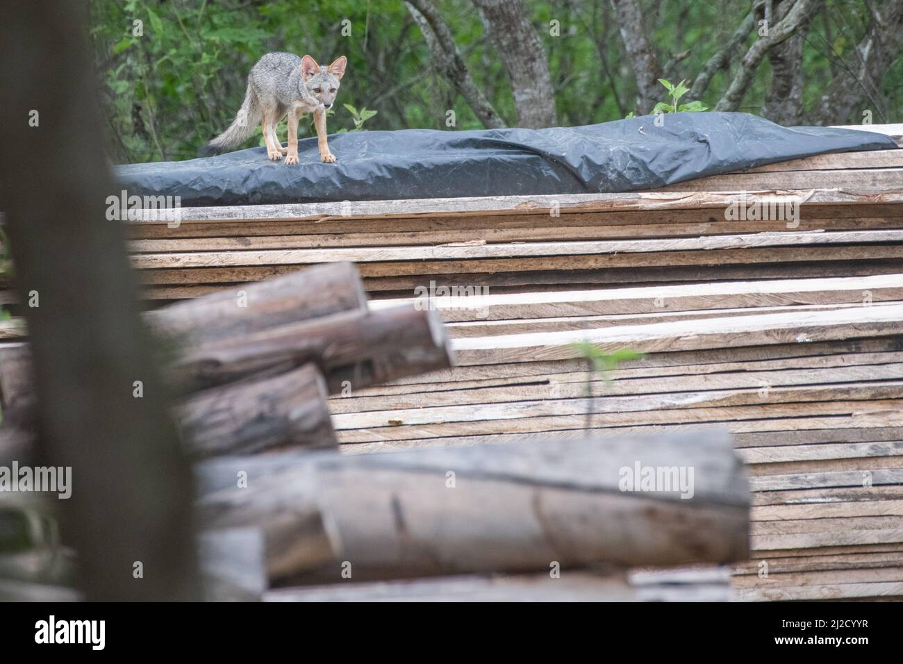 Sechuran-Fuchs (Lycalopex sechurae) die Erforschung eines kürzlich gefällten Baumes, die Abholzung und andere Formen des Lebensraumverlustes stellen eine große Bedrohung für die Tierwelt dar. Stockfoto