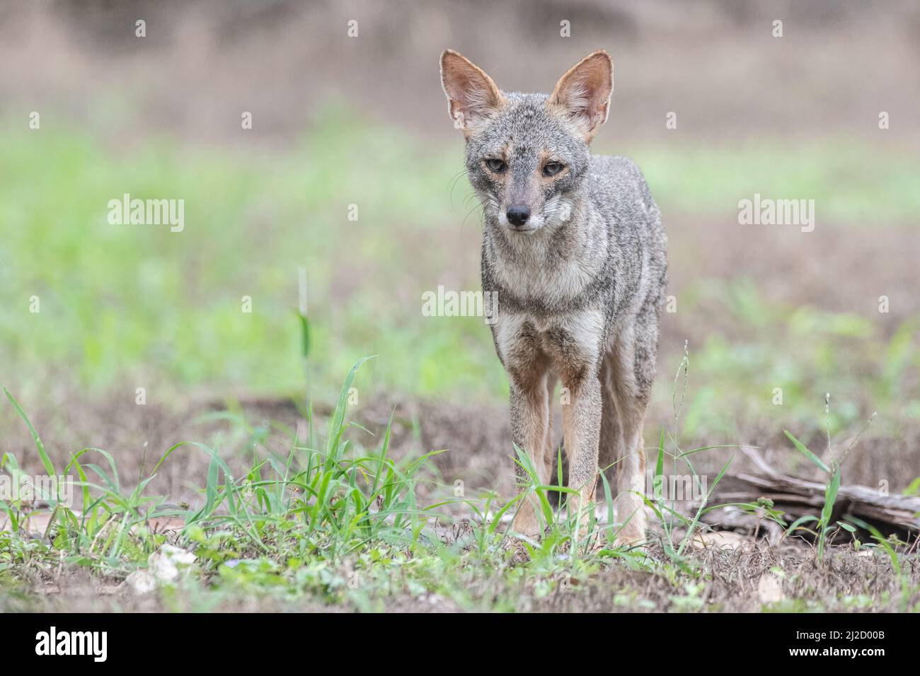 Ein Porträt eines Sechuran-Fuchses (Lycalopex sechurae), einem kleinen, in Peru und Ecuador in Südamerika endemischen Caniden. Stockfoto