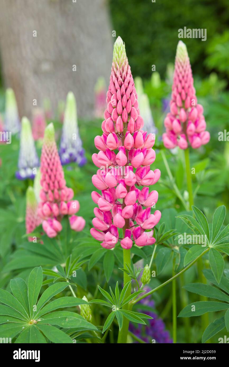 Rosa Lupinenblüte, lupinuspflanze, die im Frühjahr in einem englischen Garten wächst, Großbritannien Stockfoto