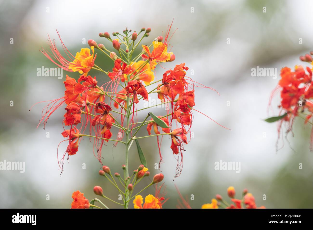 Pfauenblüte (Caesalpinia pulcherrima) blüht im trockenen Wald Ecuadors. Stockfoto