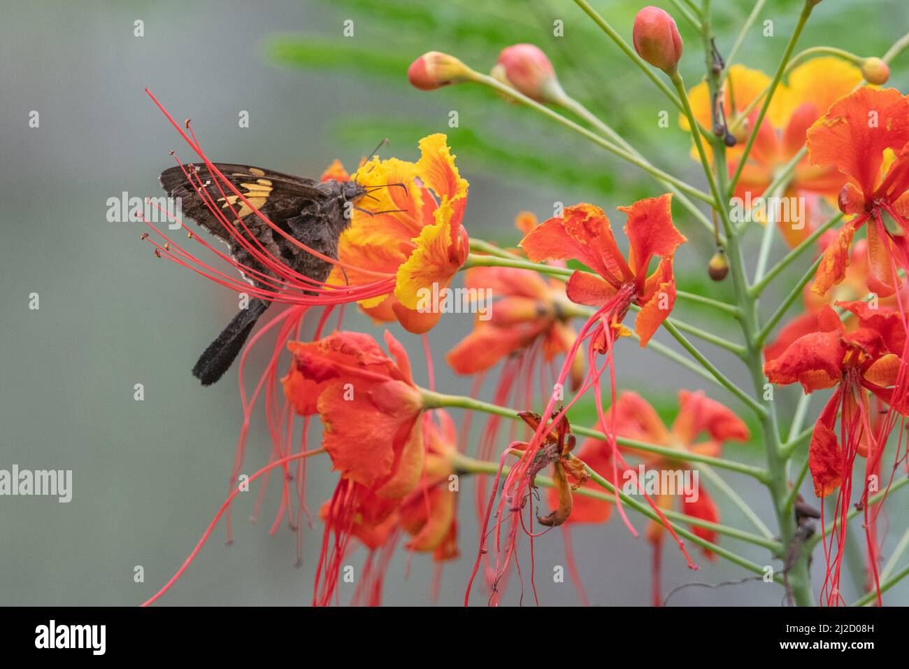 Pfauenblüte (Caesalpinia pulcherrima) die bunten Blüten zogen einen Schmetterlingsbestäuber in den trockenen Wald Ecuadors. Stockfoto