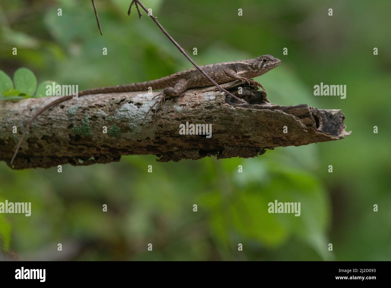 Ein sich sonniges Puyango-Schwanziguana (Stenocercus puyango) aus dem Tumbesier-Trockenwald im Süden Ecuadors. Stockfoto