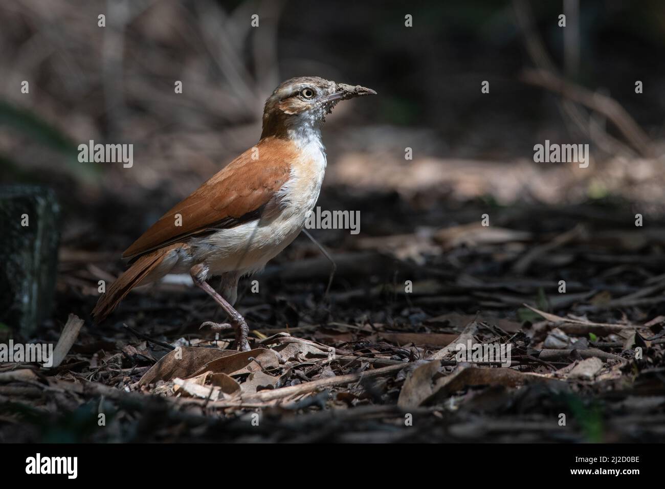 Ein blassbeiniger Hornero (Furnarius leucopus), ein Vogel, der in Ecuadors trockenem Wald gefunden wurde. Stockfoto