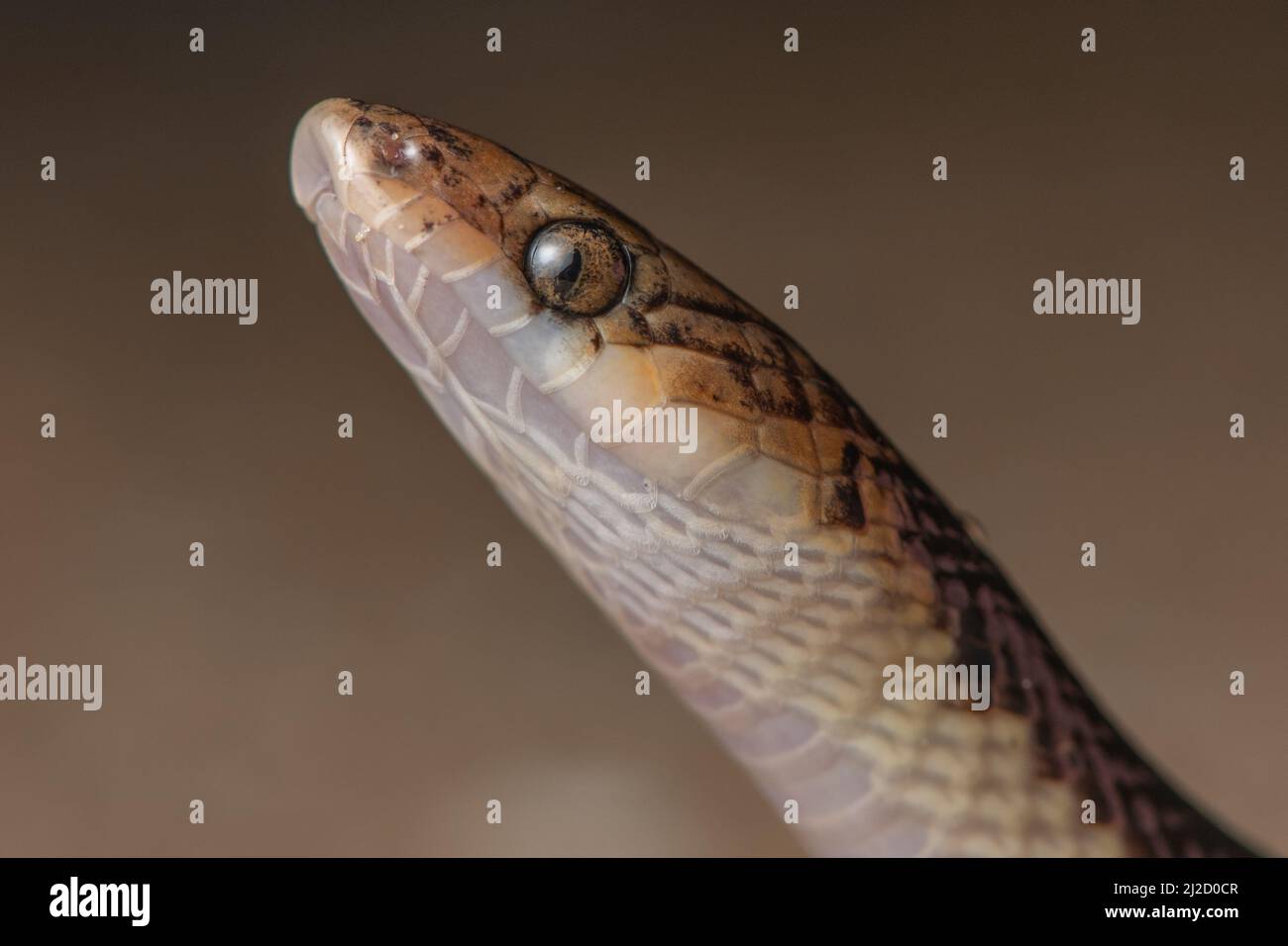 Küstensandschlange (Oxyrhopus fitzingeri) aus dem Tumbesschen Trockenwald in Ecuador, diese Art ist auch im nahegelegenen Peru zu finden. Stockfoto