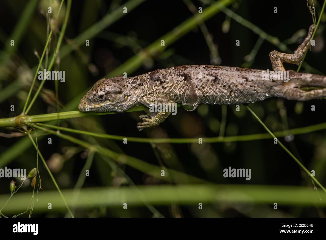 Eine juvenile Werner-Buschanole (Polychrus femoralis), eine Eidechsenart, die auf der Vegetation des Tumbesian-Trockenwaldes in Ecuador schläft. Stockfoto