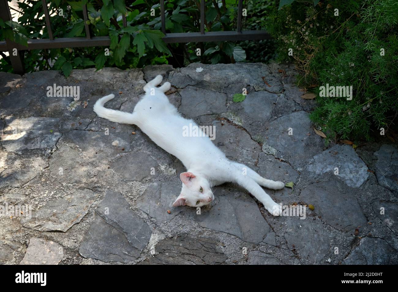 Weiße Katze liegt auf dem Boden Stockfoto