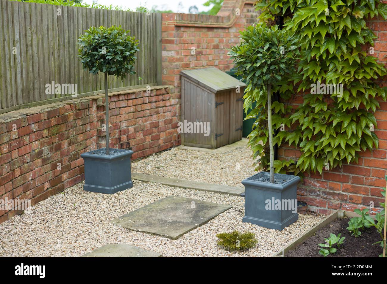 Standard-Lorbeerbäume in Containern am Eingang zu einem Durchgang oder engen Garten. Landschaftlich gestalteter Garten in Großbritannien. Stockfoto