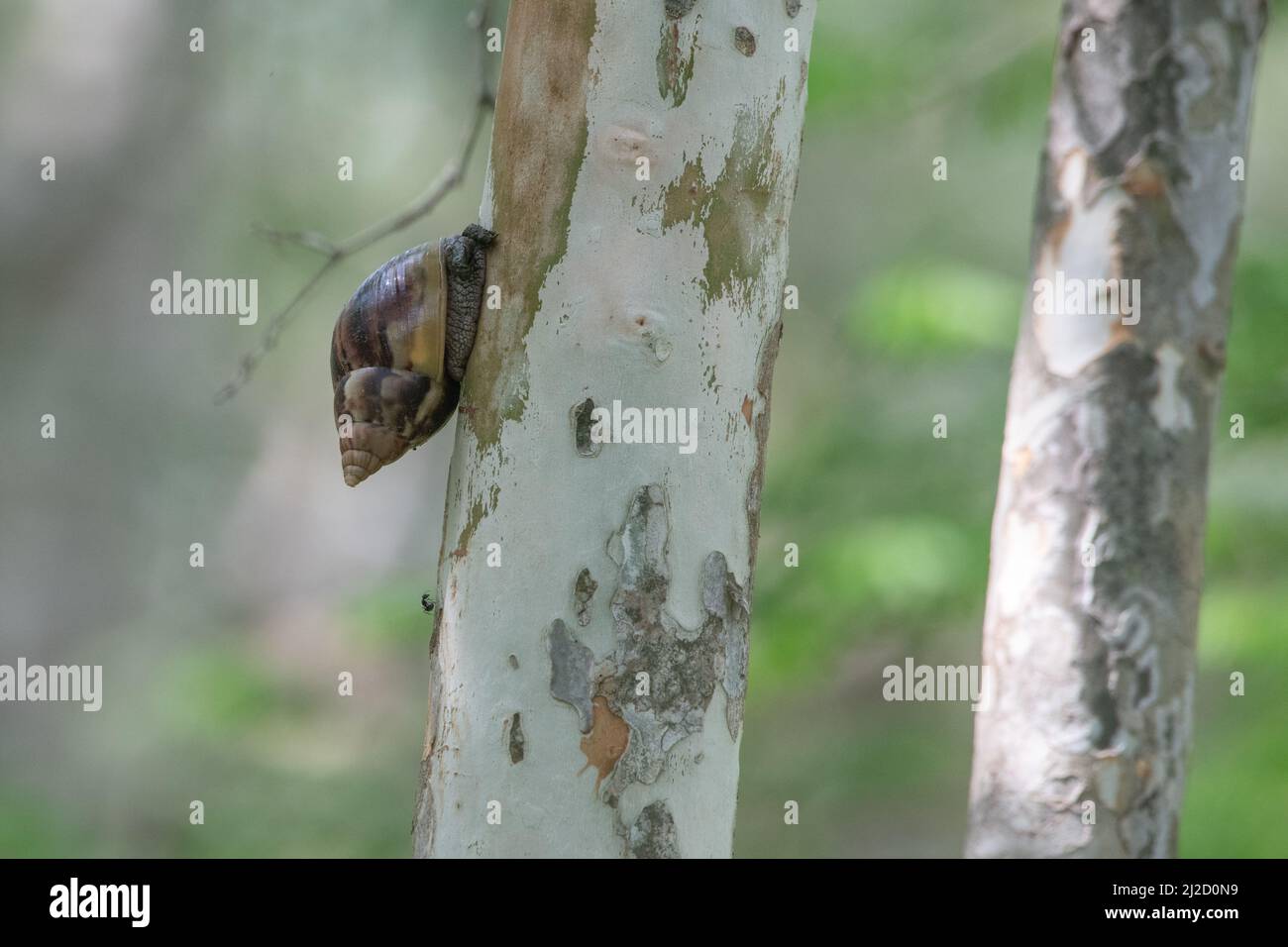 Eine riesige afrikanische Landschnecke (Lissachatina fulica) aus dem trockenen Wald Ecuadors, eine invasive Art, die in vielen Gebieten weit verbreitet ist. Stockfoto
