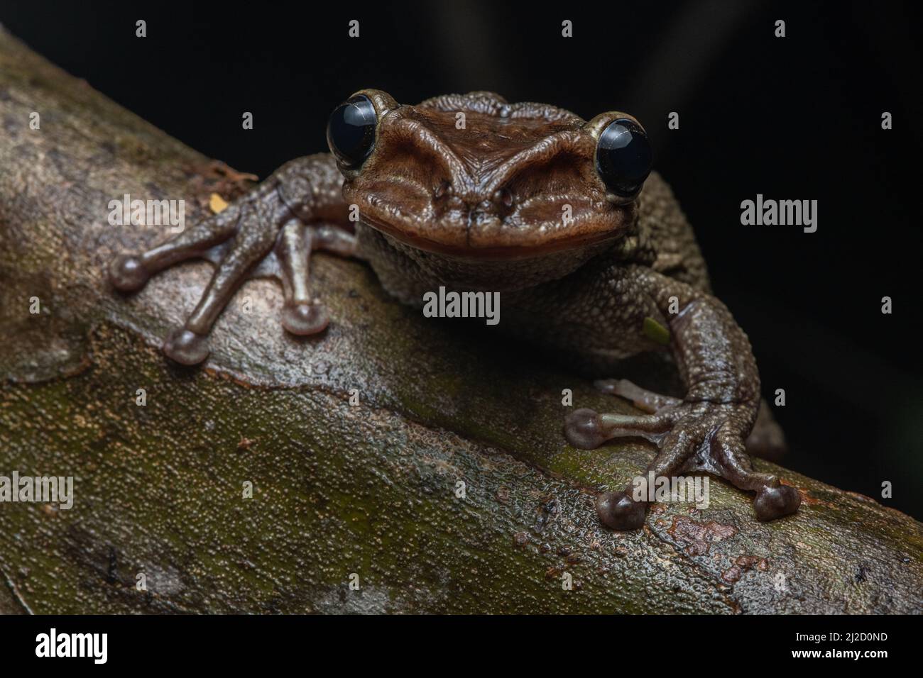 Jordaniens kastanienköpfiger Baumfrosch (Trachycepalus jordani) aus dem Tumbesian-Trockenwald in Ecuador. Stockfoto