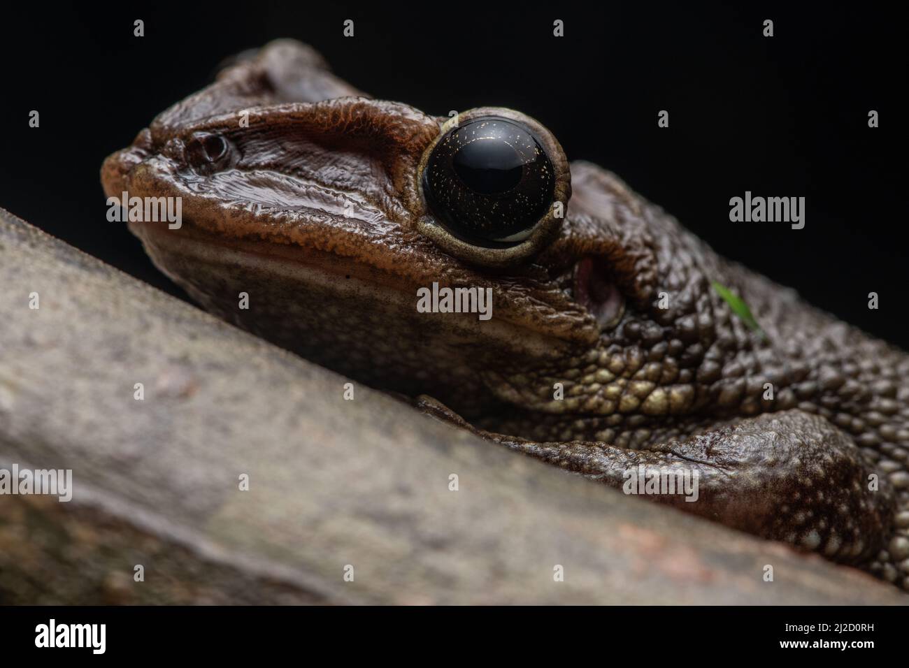 Jordaniens kastanienköpfiger Baumfrosch (Trachycepalus jordani) aus dem Tumbesian-Trockenwald in Ecuador. Stockfoto