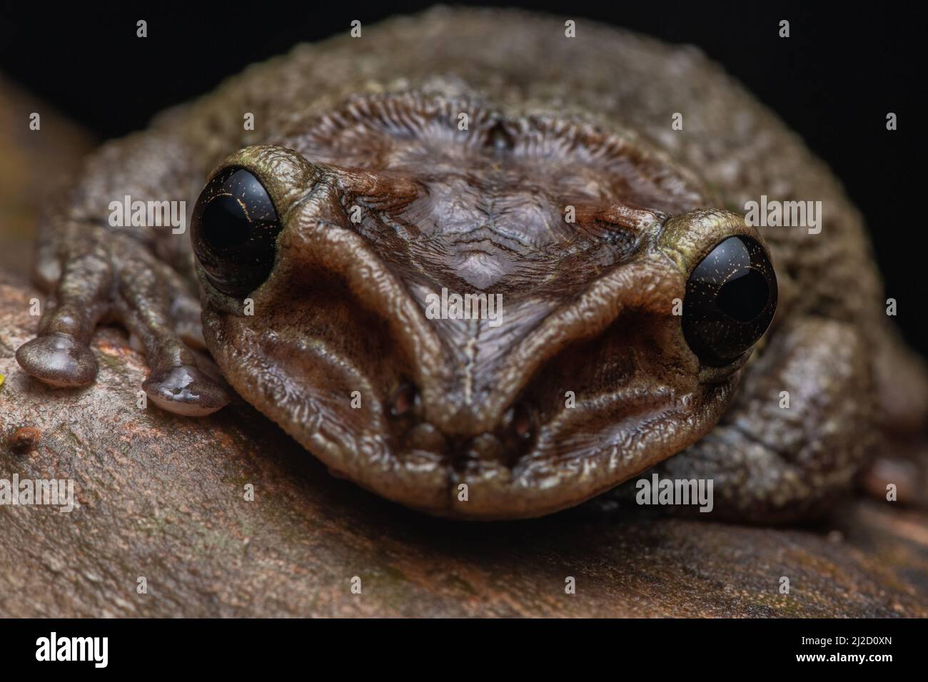 Jordaniens kastanienköpfiger Baumfrosch (Trachycepalus jordani) aus dem Tumbesian-Trockenwald in Ecuador. Stockfoto