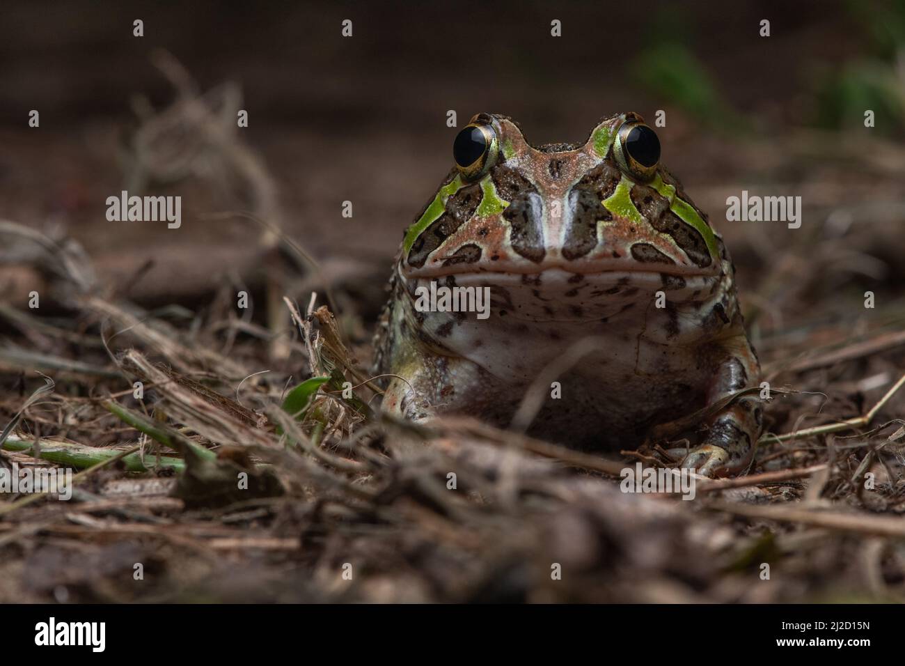 Ein Makrofoto eines pazifischen Hornfrosches (Ceratophrys stolzmanni) aus den trockenen Wäldern Ecuadors und Perus - eine bedrohte Art, die selten zu sehen ist. Stockfoto