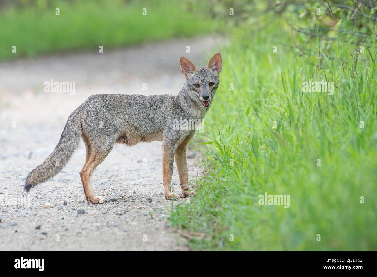 Sechuran-Fuchs (Lycalopex sechurae) ein kleiner, im Trockenwald Perus und Ecuadors in Südamerika endemischer Kanus. Stockfoto
