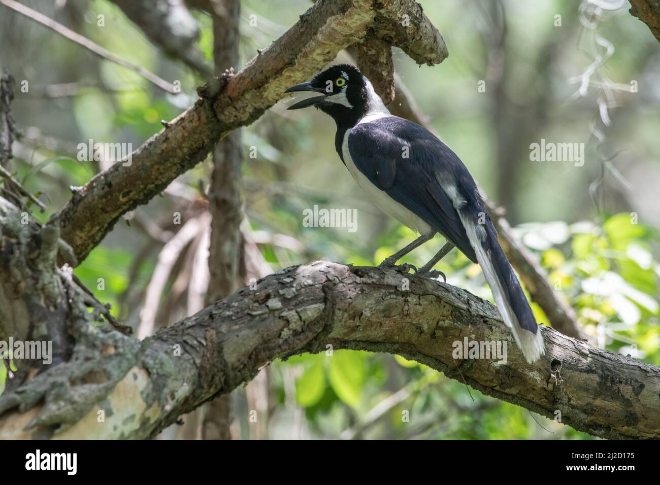 Ein weißschwanzhäher (Cyanocorax mystacalis) aus dem Tumbesian-Trockenwald in Ecuador. Es keuchelt nach Thermoregulierung bei heißem Wetter. Stockfoto