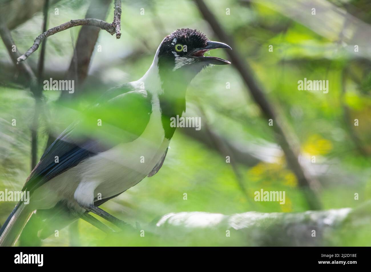 Ein weißschwanzhäher (Cyanocorax mystacalis) aus dem Tumbesian-Trockenwald in Ecuador. Es keuchelt nach Thermoregulierung bei heißem Wetter. Stockfoto