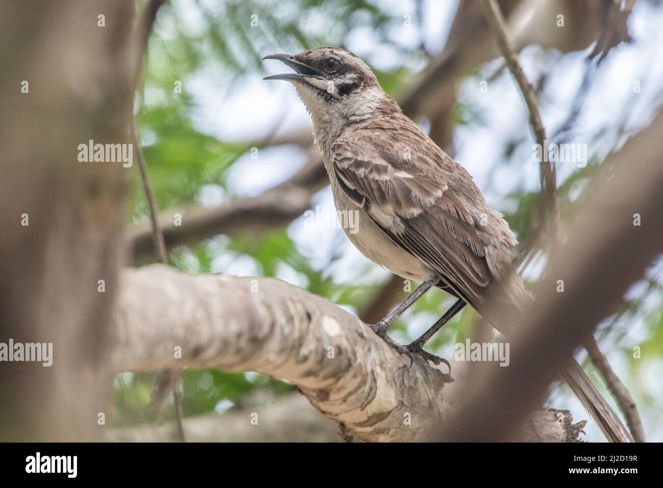 Ein Langschwanz-Mockingbird (Mimus longicaudatus) eine Vogelart aus den trockenen Wäldern Ecuadors und Perus. Stockfoto