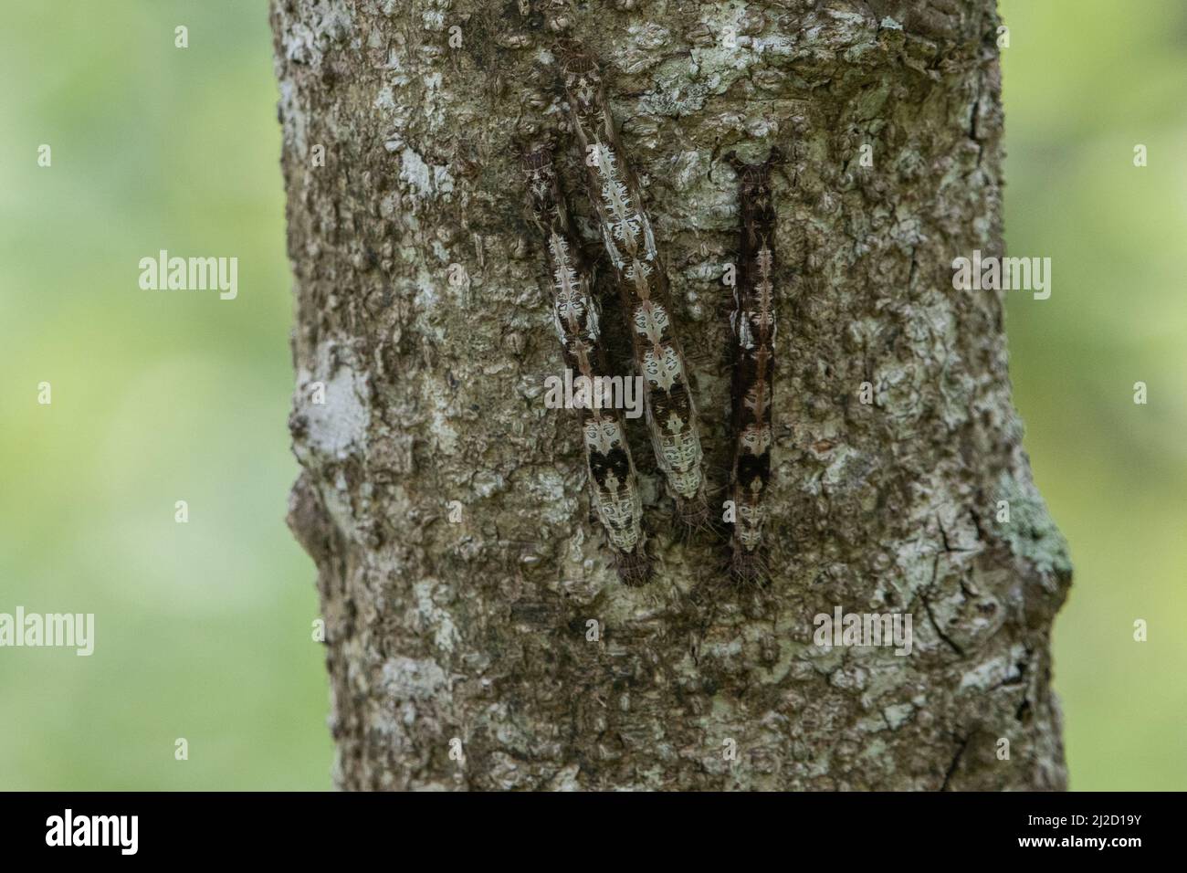 Sehr gut getarnte Raupen aus der Familie der Erebidae-Motten, versteckt auf der Rinde eines Baumstamms im Trockenwald von Tumbesian, Ecuador, Südamerika. Stockfoto