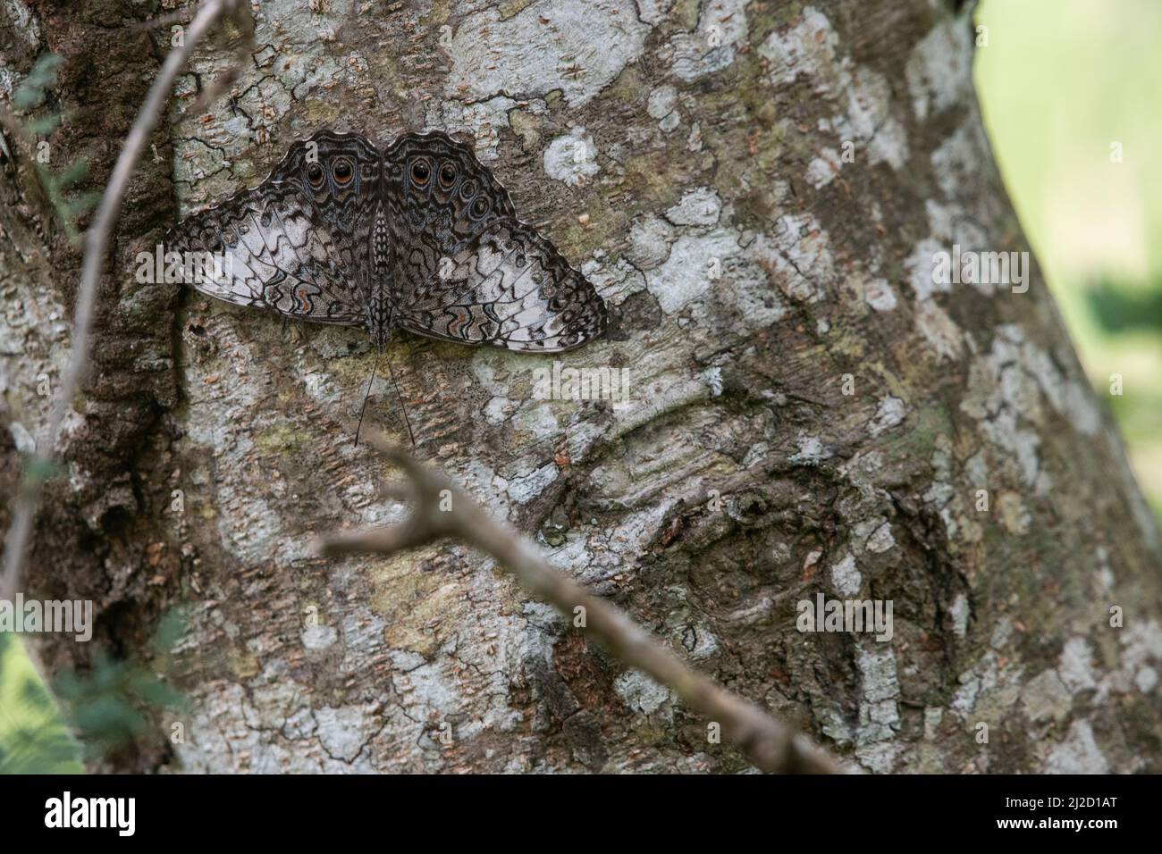 Der graue Cracker-Schmetterling (Hamadryas februa), seine störende Färbung hilft, ihn zu tarnen und versteckt auf einem Baumstamm im trockenen Wald Ecuadors zu halten. Stockfoto