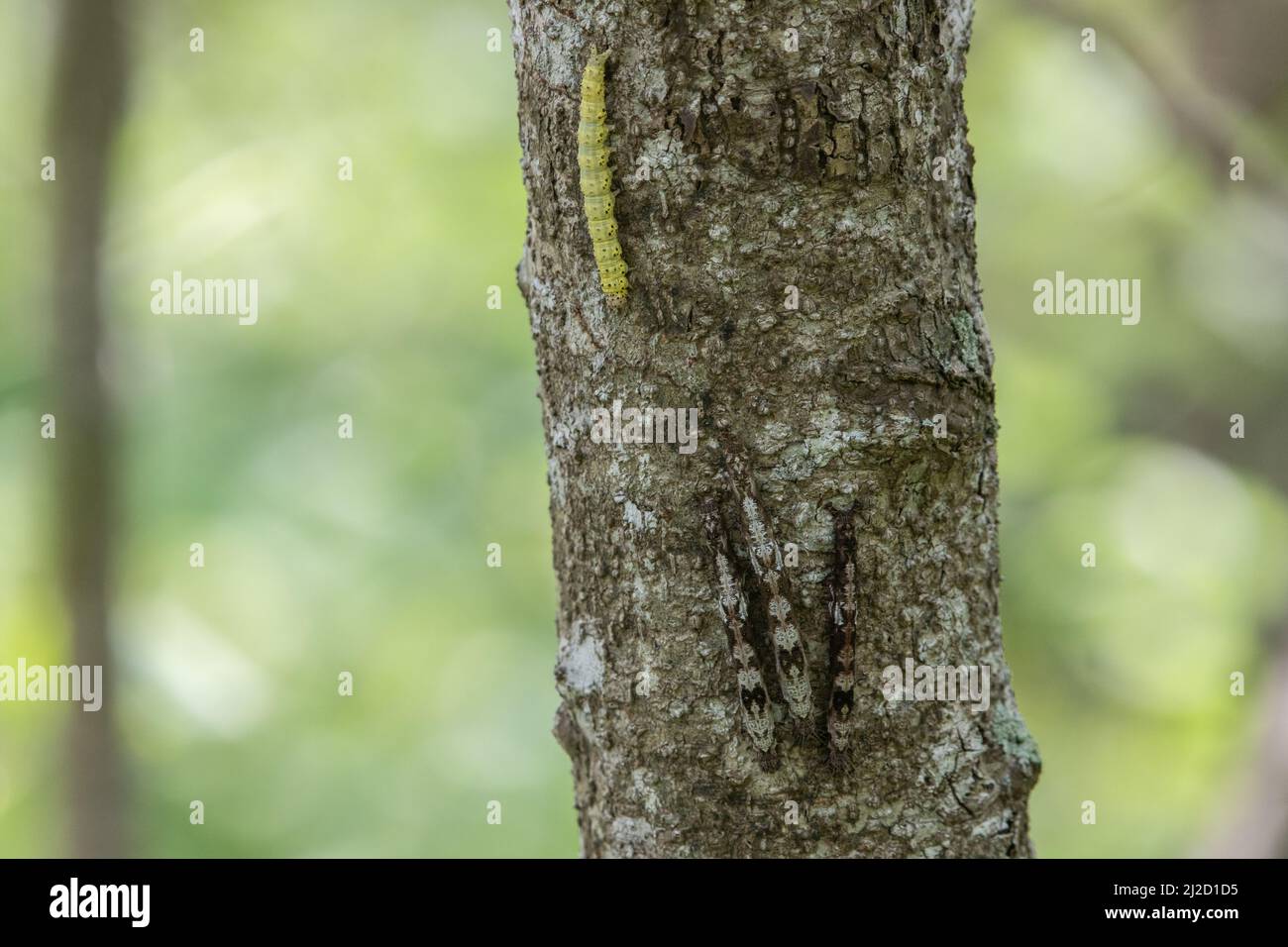 Getarnte Raupen aus der Familie der Erebidae-Motten neben einer offensichtlich grünen Raupe auf demselben Baum im trockenen Wald von Tumbesian, Ecuador. Stockfoto