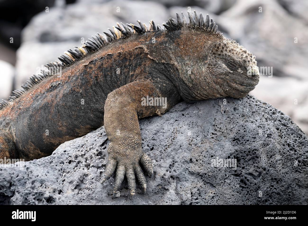 Marine Iguana am Strand La Lobería, San Cristóbal, Galápagos, Ecuador Stockfoto