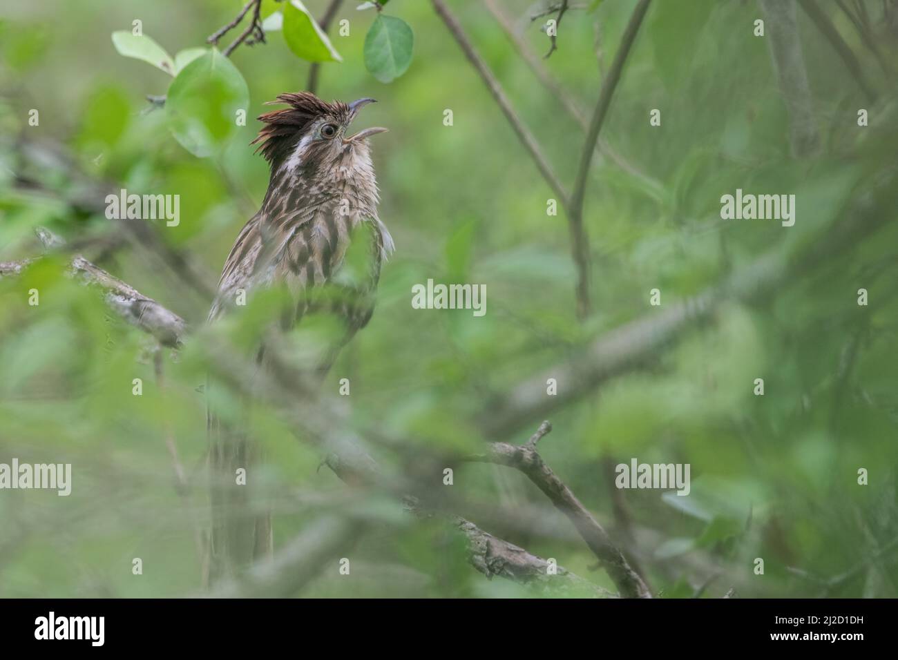 Ein gestreifter Kuckuck (Tapera naevia), der im Tumbesschen Trockenwald von Ecuador in Südamerika singt. Stockfoto