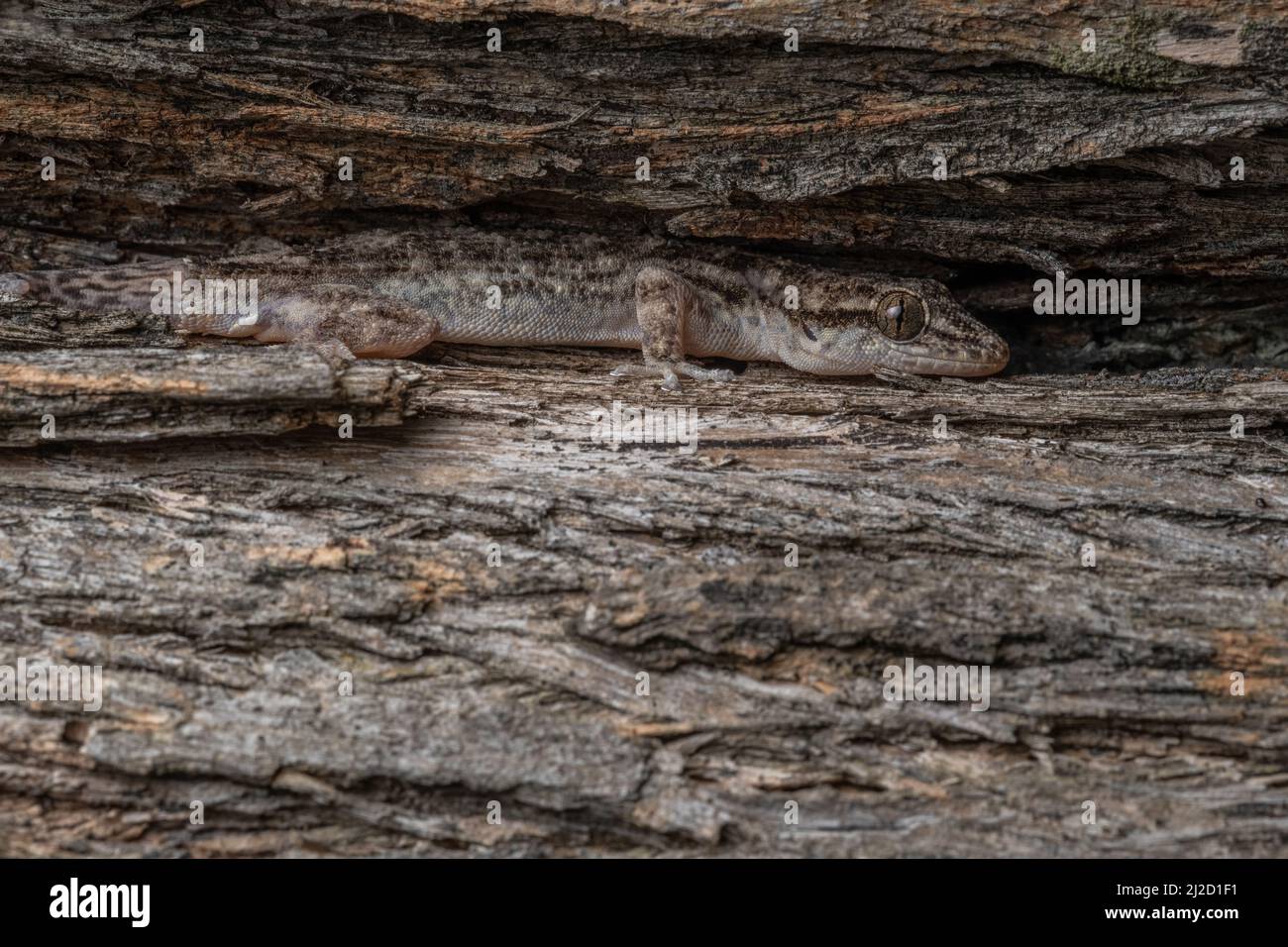 Der an der Küste gelegene Gecko (Phyllodactylus reissii) versteckt sich auf einem Baumstamm, der sich in den trockenen Wäldern Ecuadors einfügt und auf der Rinde getarnt ist. Stockfoto