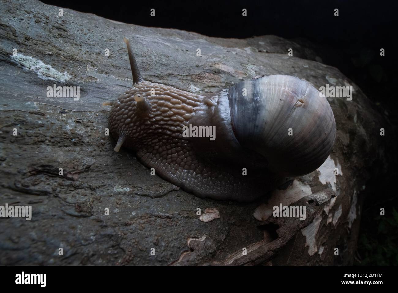 Ein Porphyropaphe iostoma, eine einheimische Art von Landschnecke aus dem ecuadorianischen Trockenwald. Stockfoto