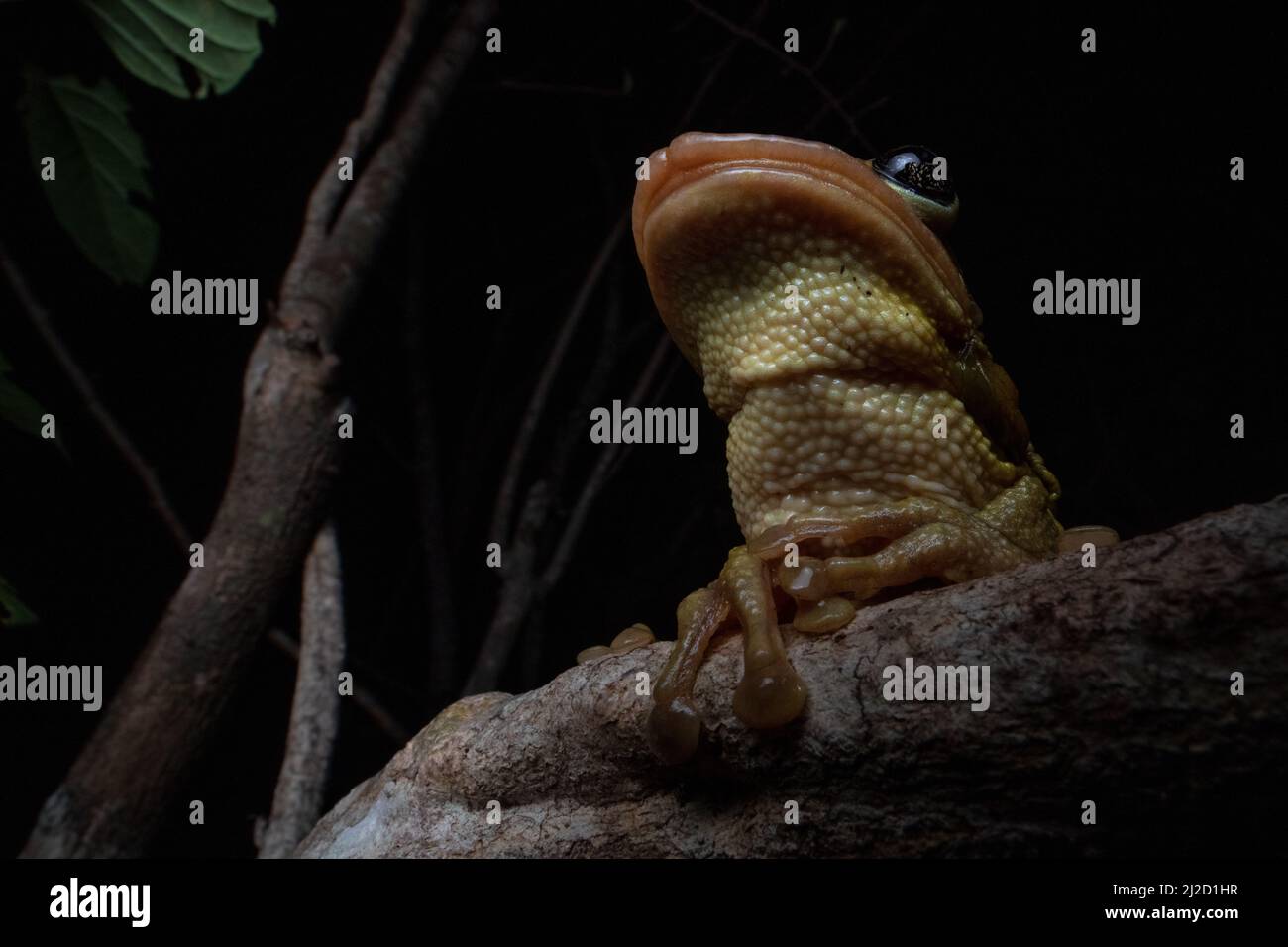 Jordaniens kastanienköpfiger Baumfrosch (Trachycepalus jordani) aus dem Tumbesian-Trockenwald in Ecuador. Stockfoto