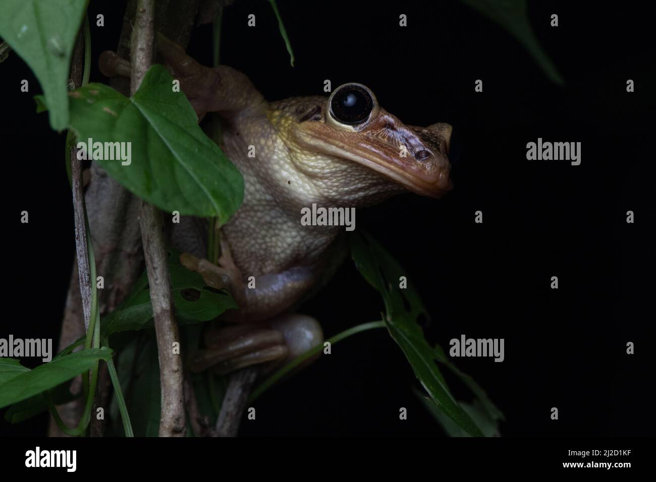 Jordaniens kastanienköpfiger Baumfrosch (Trachycepalus jordani) aus dem Tumbesian-Trockenwald in Ecuador. Stockfoto
