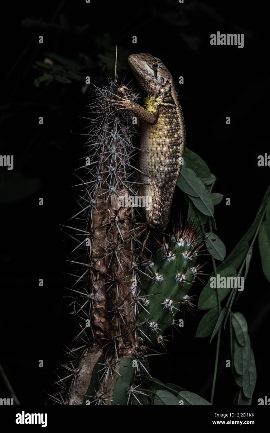 Ein Puyango-Quirl-Leguan (Stenocercus puyango), der auf einem Kaktus im trockenen Tumbeswald im Süden Ecuadors sitzt. Stockfoto