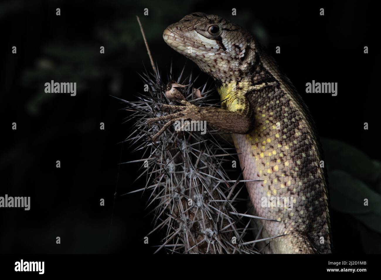 Ein Puyango-Quirl-Leguan (Stenocercus puyango), der auf einem Kaktus im trockenen Tumbeswald im Süden Ecuadors sitzt. Stockfoto