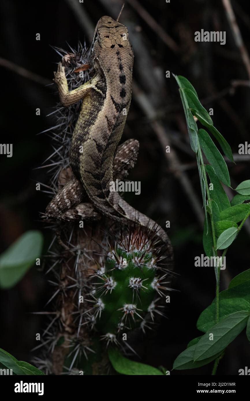 Ein Puyango-Quirl-Leguan (Stenocercus puyango), der auf einem Kaktus im trockenen Tumbeswald im Süden Ecuadors sitzt. Stockfoto