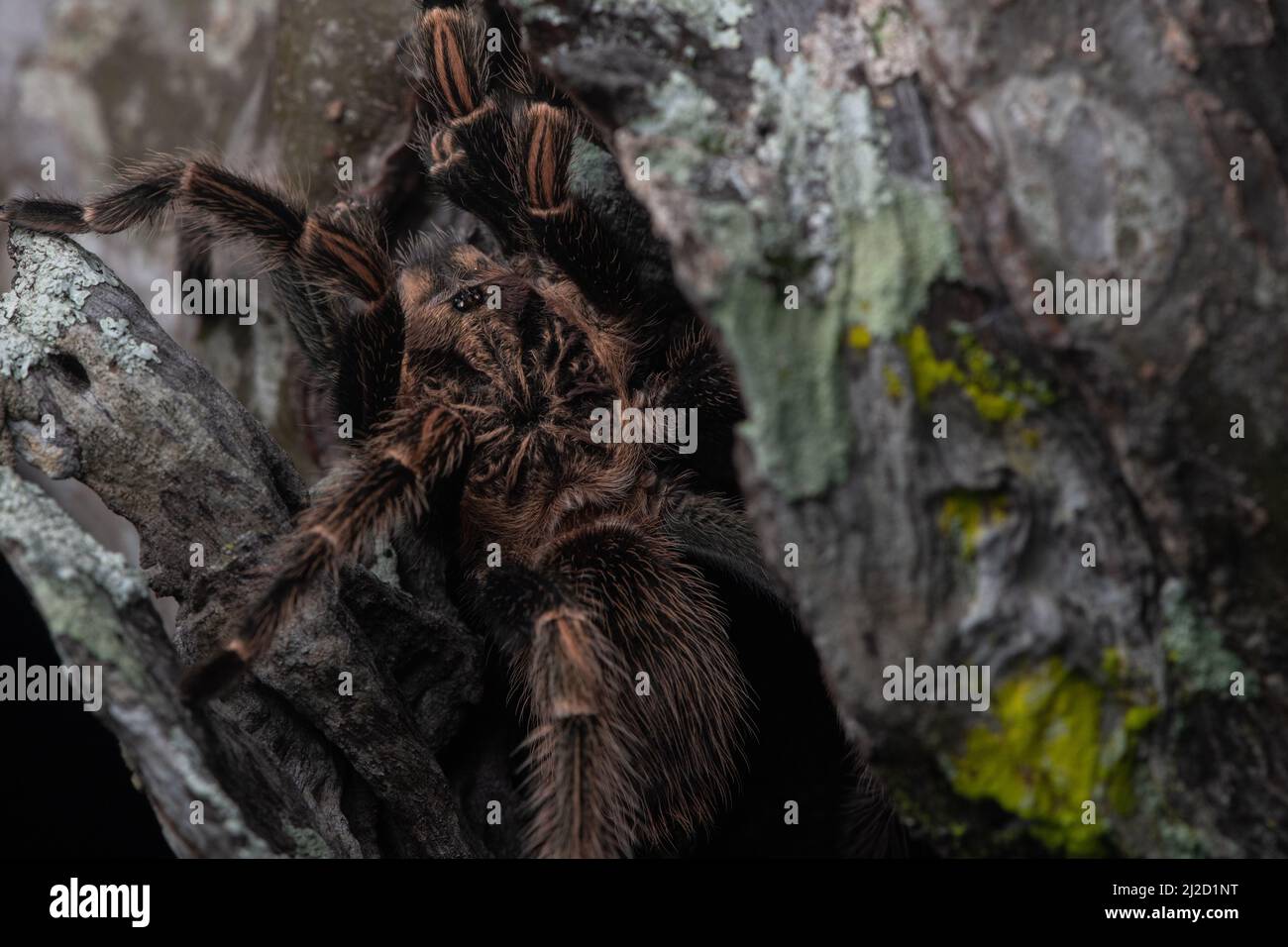 Peruanischer Orangenstreifen-Tarantula (Lasiodorides striatus), der aus einem Baumloch im tumbesianischen Trockenwald im Süden Ecuadors hervortritt. Stockfoto