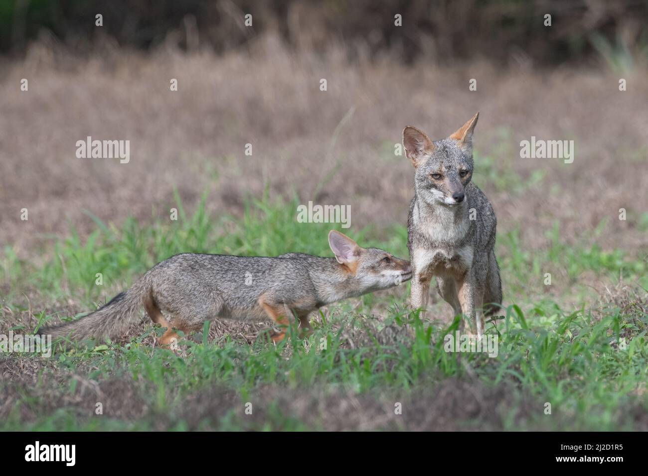 Ein Paar Sechuran-Fuchs (Lycalopex sechurae) mit dem jungen Welpen, der versucht, von seiner Mutter im tumbesianischen Trockenwald in Ecuador zu stillen. Stockfoto