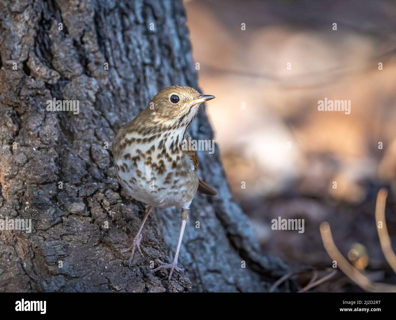 Eine Einsiedlerdrossel auf der Suche nach Nahrung um die Basis eines Baumstamms. Stockfoto