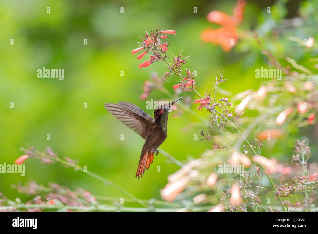 Verträumte, pastellfarbene Szene eines Ruby Topaz Kolibris, Chrysolampis Mosquitus, schwebend zwischen bunten Blumen in einem tropischen Garten. Stockfoto