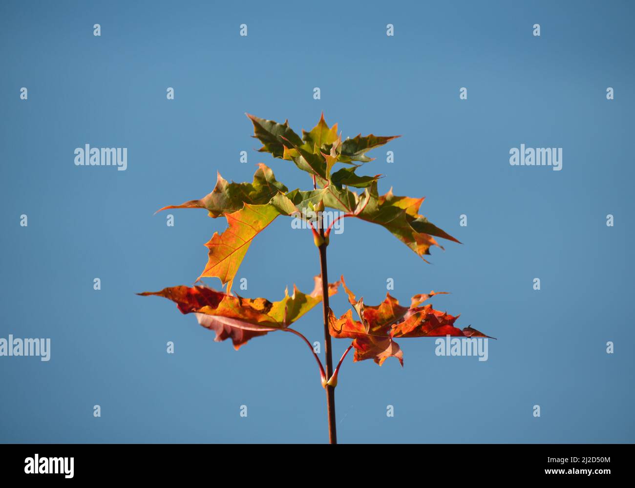 Nahaufnahme eines Zweiges mit schönen Herbstblättern Stockfoto
