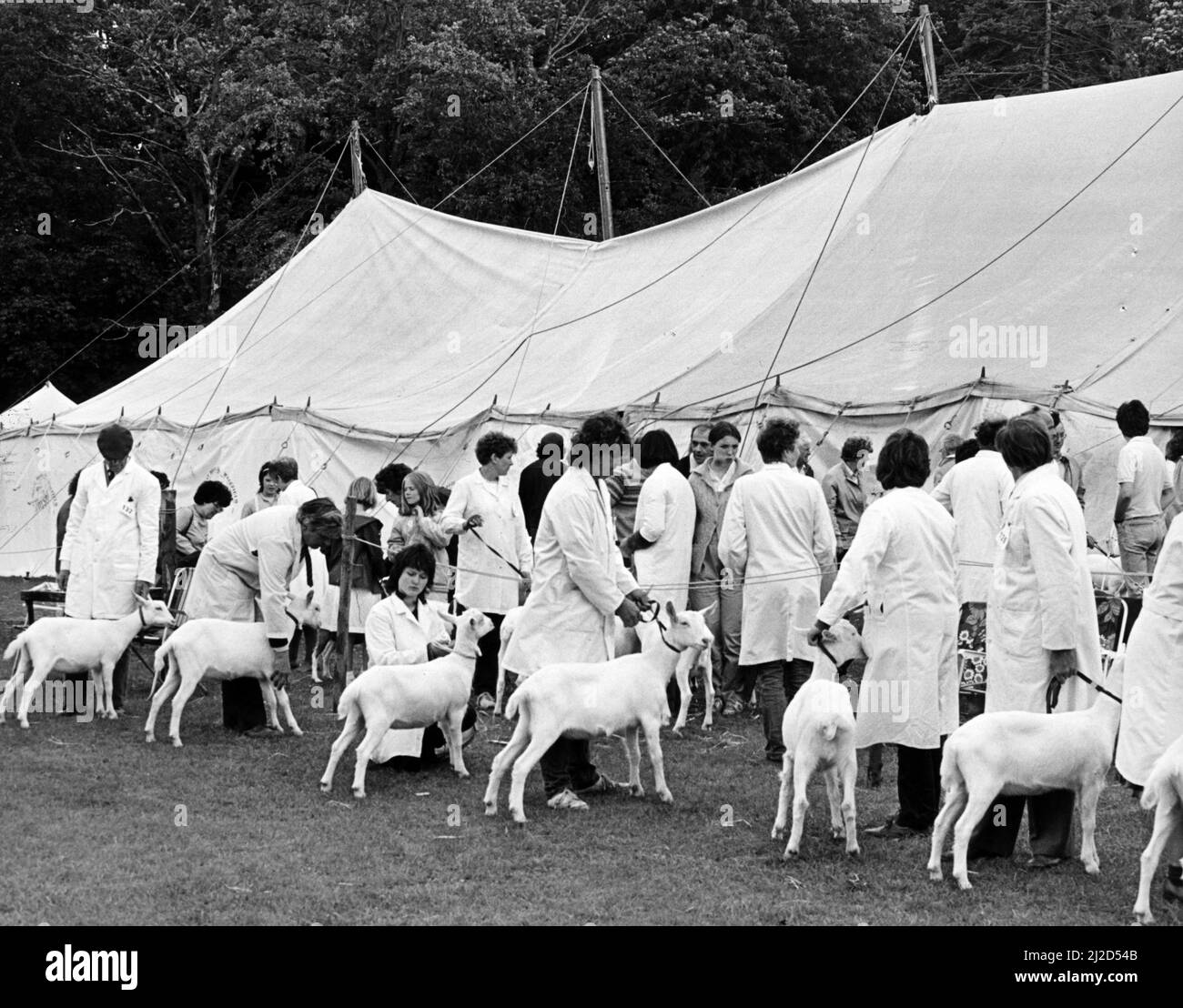 Agricultural Show Cleveland, 27.. Juli 1985. Keine Hintern ... es ist besser, nach draußen zu gehen, wenn das Ziegenzelt zusammenbricht. Stockfoto