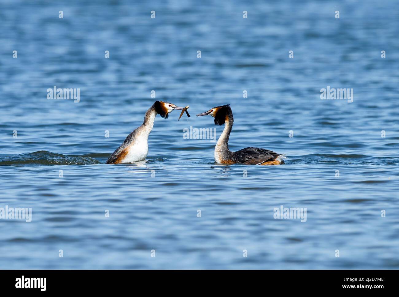 PEKING, CHINA - 28. MÄRZ 2022 - während ihrer Brutzeit in Peking, China, am 28. März 2022, schwimmen die Greens in einem See. April 1 ist Interna Stockfoto