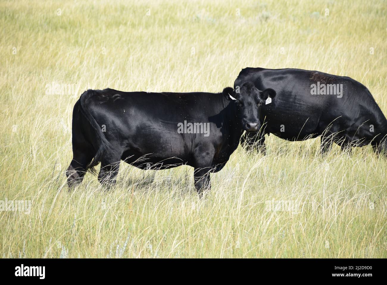 Schwarze angus-Kuh, die auf einem trockenen Feld in den Ebenen des östlichen Colorados steht - August 2021 Stockfoto
