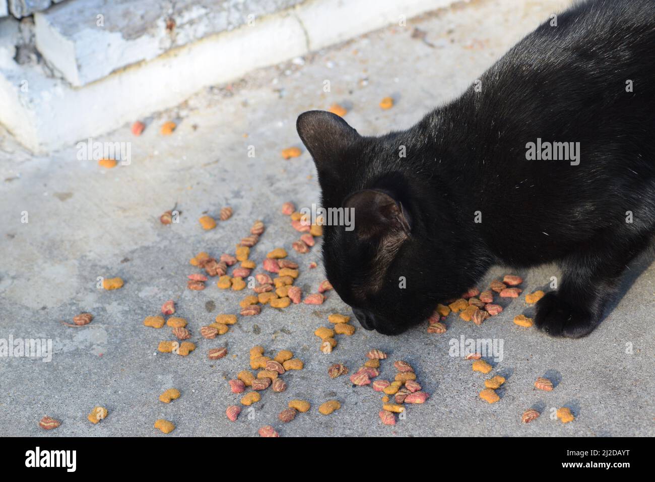 Eine schwarze Katze im Freien, die Trockenfutter isst, ließ sie auf einer Veranda im Hinterhof liegen Stockfoto