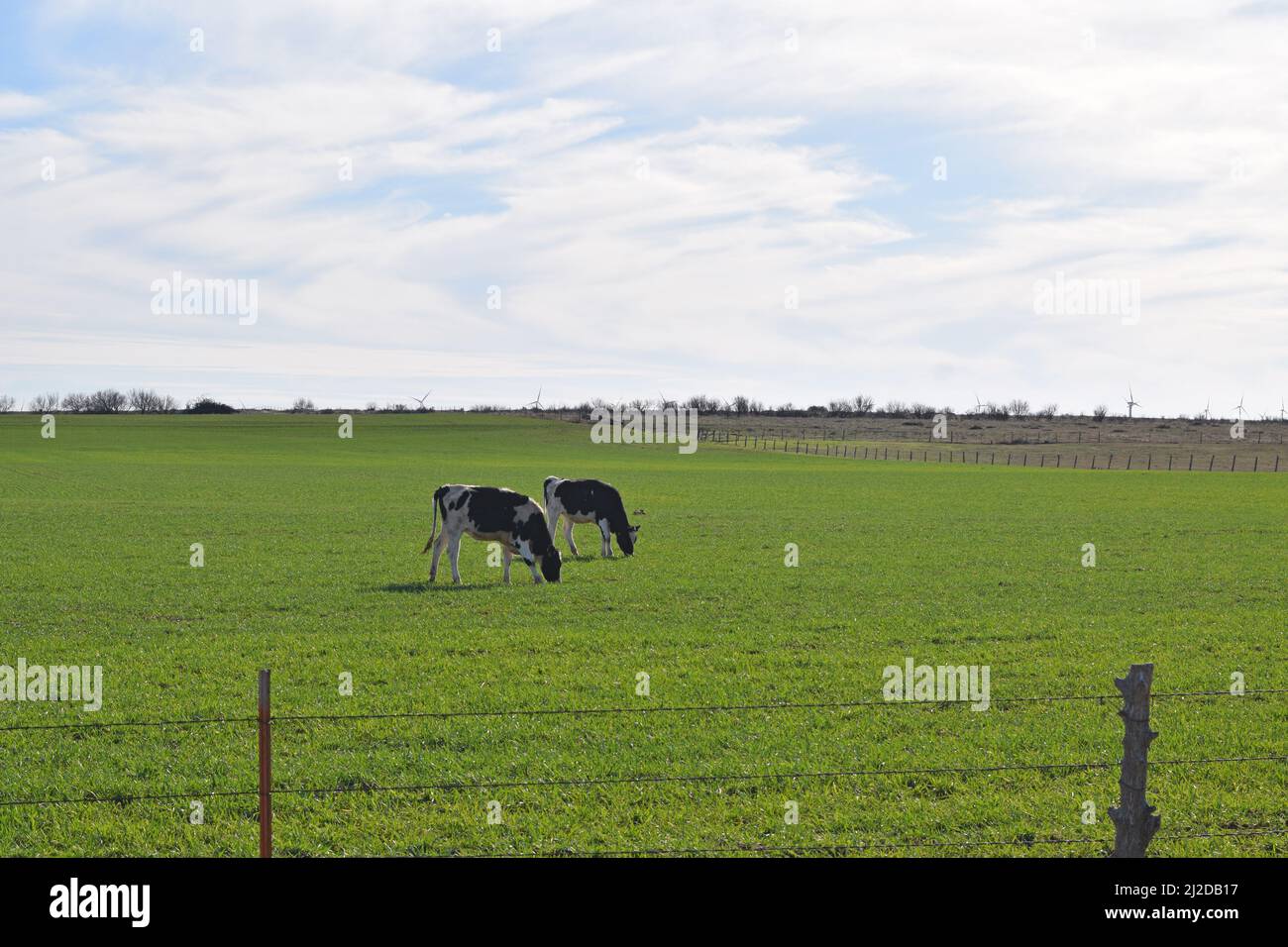 Zwei Holstein-Kühe grasen auf einem Feld zwischen Windthorst, TX und Archer City, TX Stockfoto