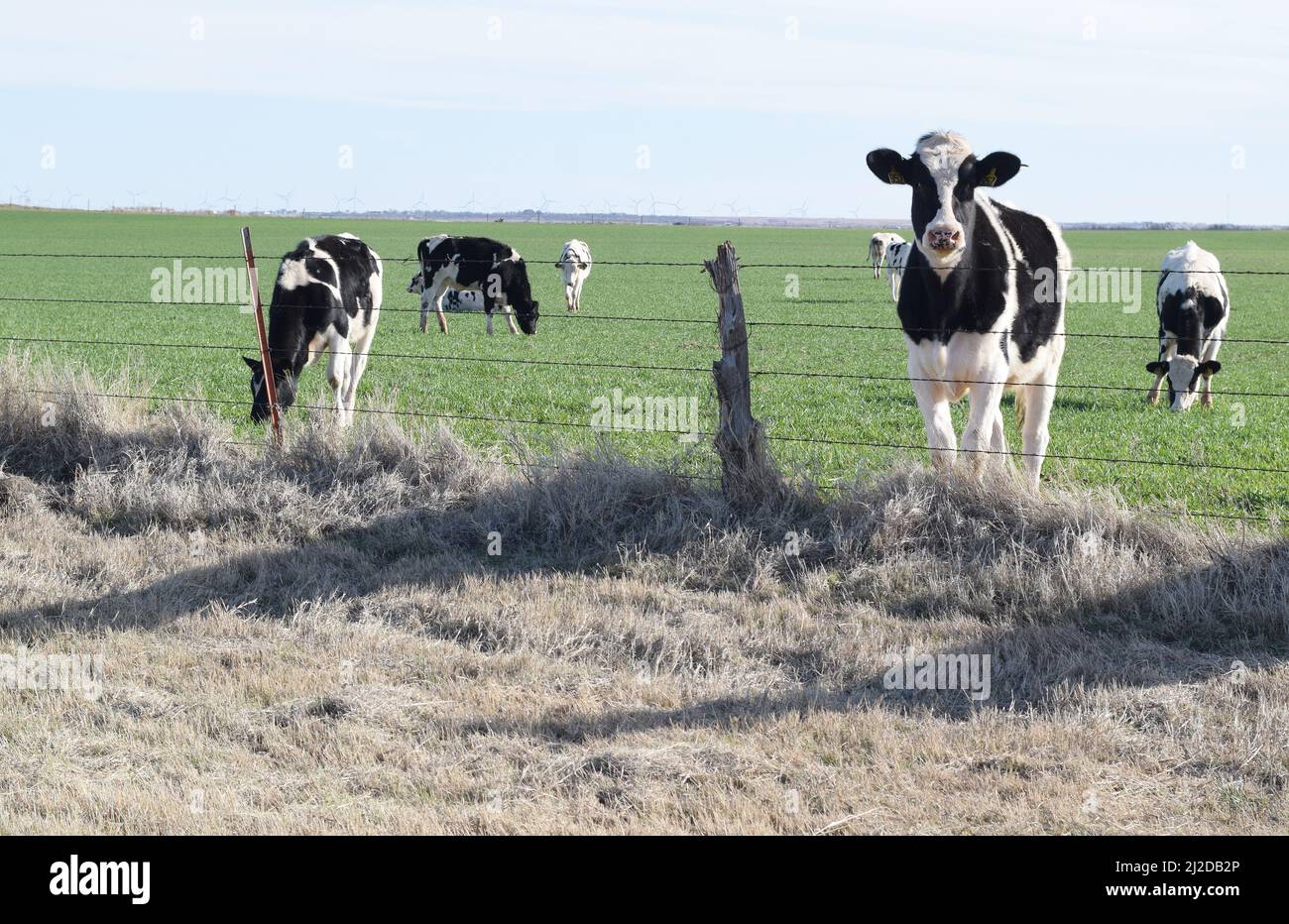 Holstein-Kühe grasen auf einem Feld zwischen Windthorst, TX, und Archer City, TX Stockfoto