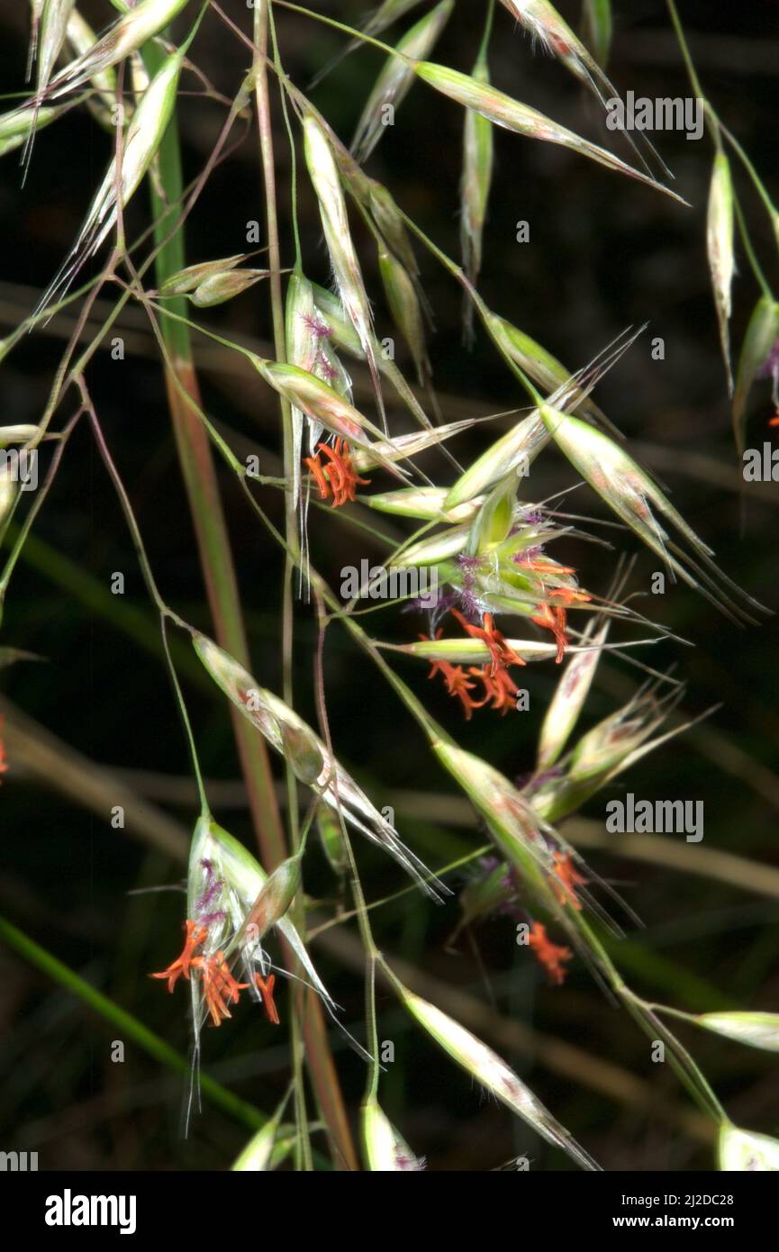 Ich bin mir nicht sicher, aber ich denke, das ist Speergras (Stipa spp). Die orangefarbenen und purpurnen Blumen erregten mein Auge, da ich noch nie farbige Blumen auf Gras gesehen hatte. Stockfoto