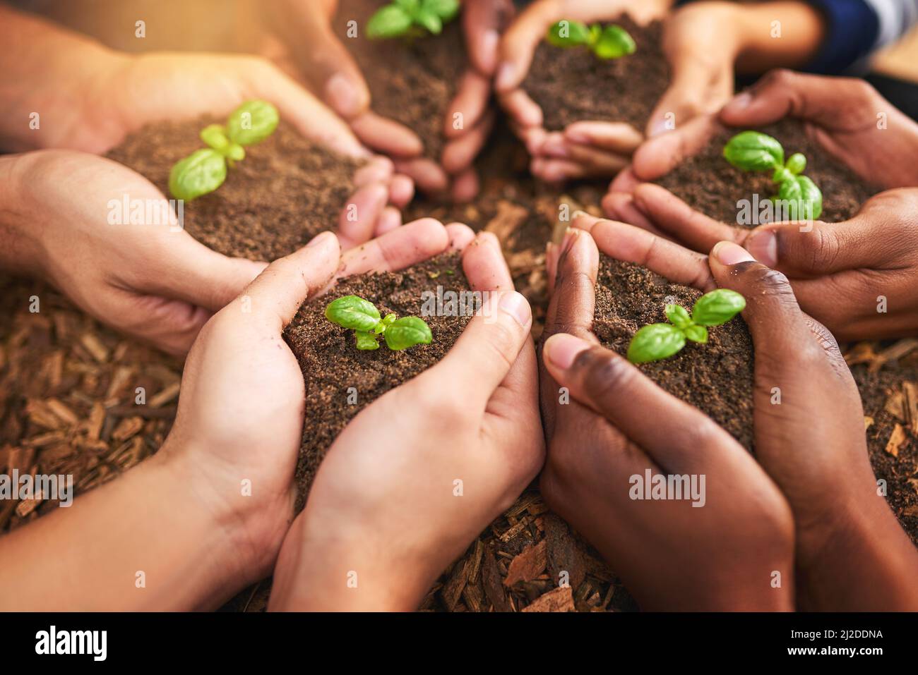 Von Samen zu Bäumen. Ein kurzer Schuss einer Gruppe von Menschen, die Pflanzen halten, die aus dem Boden wachsen. Stockfoto