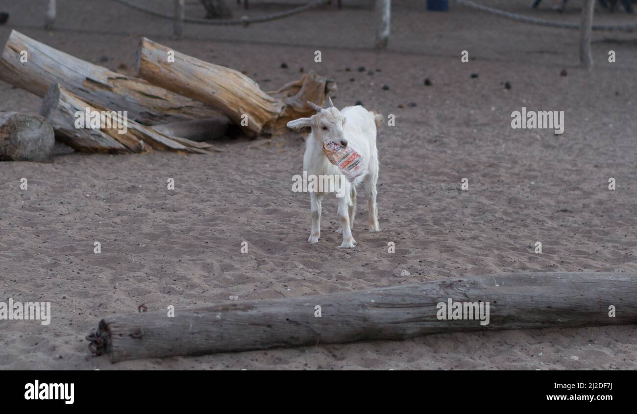 Tiere und Insekten im Freien, im Freien nimmt Stockfoto